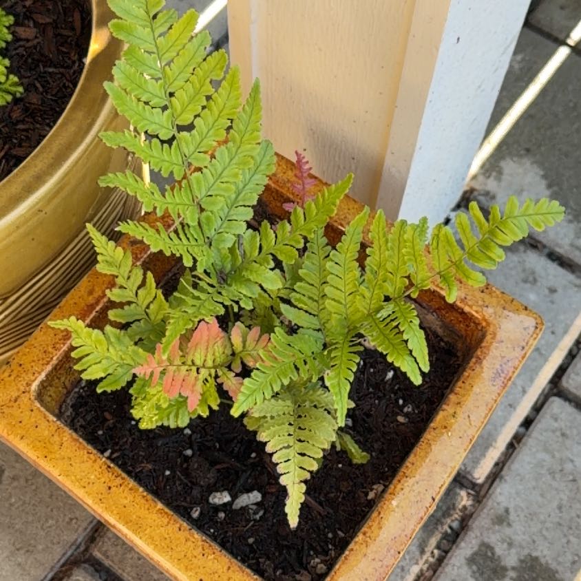 Photo of the plant species Autumn Fern by @KindSeaoats85 named Clooney on Greg, the plant care app