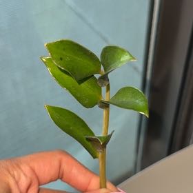 Photo of the plant species Box Holly by @KeyAgboy3 named Beyonce on Greg, the plant care app