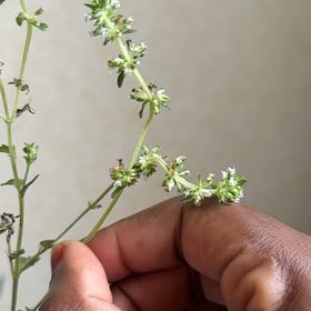 Photo of the plant species Large Thyme by @Tash57 named Surya on Greg, the plant care app
