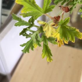 Photo of the plant species Sweet Scented Geranium by @Tash57 named Marley on Greg, the plant care app