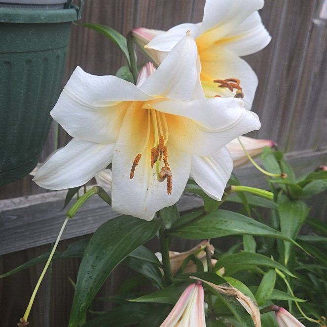 Photo of the plant species Easter Lily by @GleamingAster63 named Leaf Erickson on Greg, the plant care app