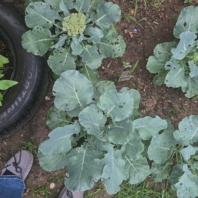 Photo of the plant species Broccoli by @GleamingAster63 named Scarlett on Greg, the plant care app