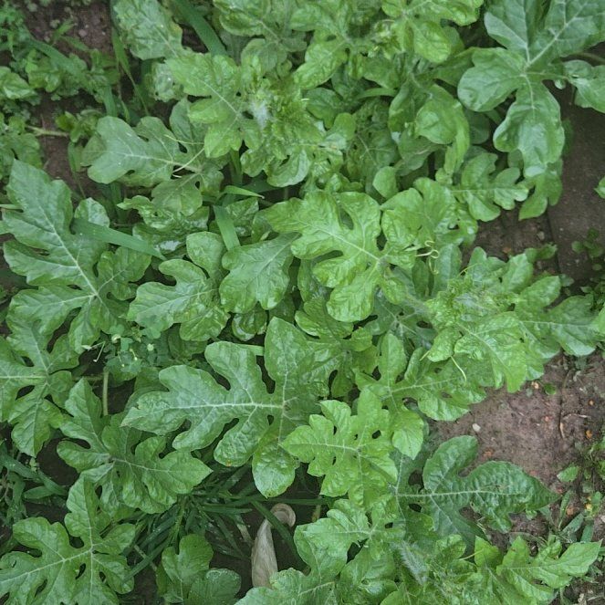 Photo of the plant species Watermelon by @GleamingAster63 named Planty on Greg, the plant care app