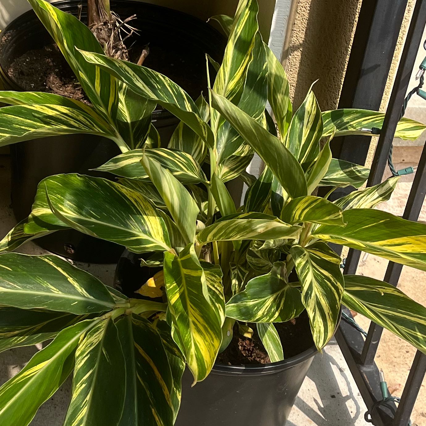 Photo of the plant species Variegated Shell Ginger by @EffectiveTipa60 named Leonardo on Greg, the plant care app