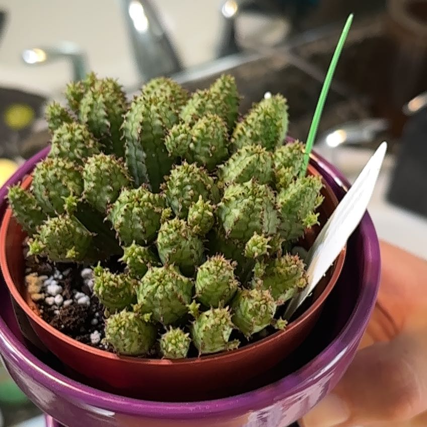 Photo of the plant species Euphorbia monstrose by Greg named Girlfrond on Greg, the plant care app