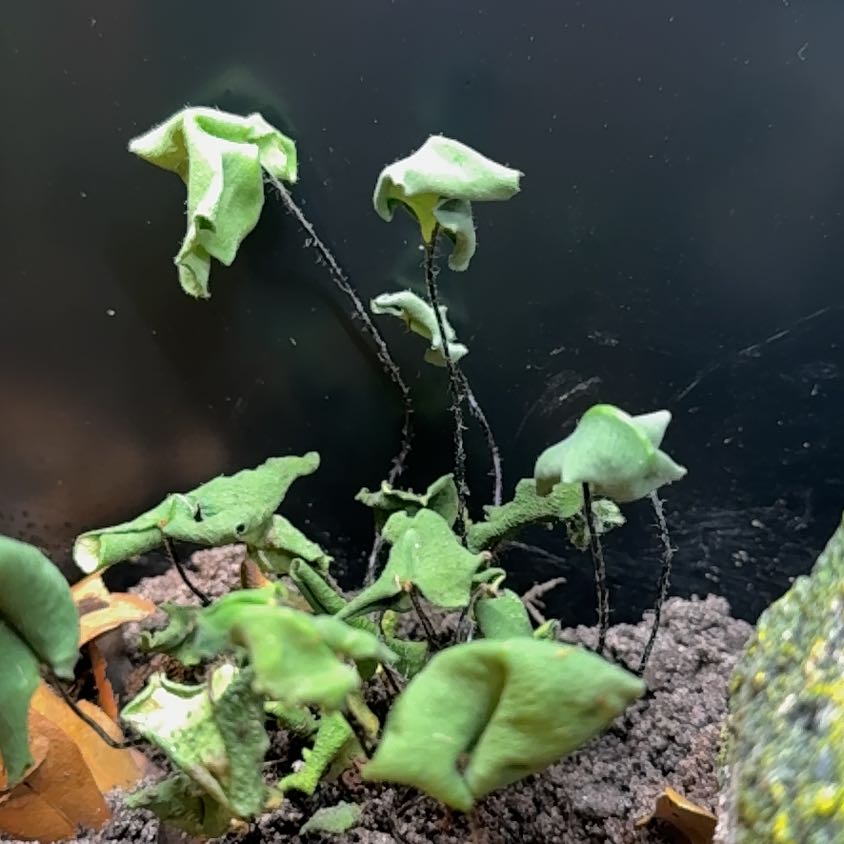 Photo of the plant species Heart Leaf Fern by @QuirkySquash25 named Rosa on Greg, the plant care app