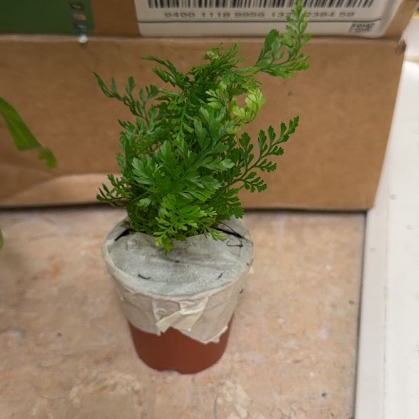 Photo of the plant species Black Spleenwort by @PetGardenia95 named Harper on Greg, the plant care app