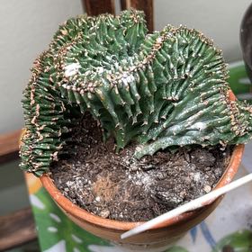 Photo of the plant species Euphorbia cristata by @ValidChives10 named Xena on Greg, the plant care app