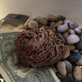 Photo of the plant species Rose of Jericho by @ValidChives10 named Lola on Greg, the plant care app