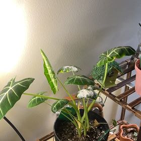 Photo of the plant species Alocasia Frydek by @ValidChives10 named Emerald on Greg, the plant care app