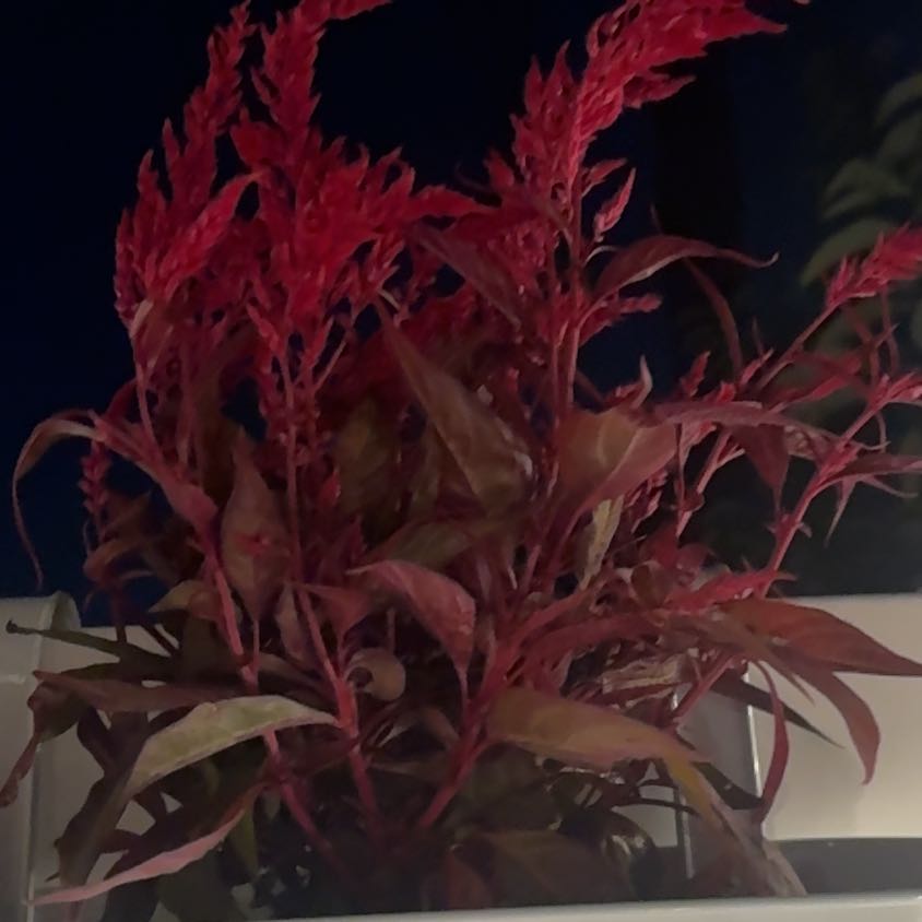 Photo of the plant species Dragons Breath by @ZestfulOnion48 named Phoebe on Greg, the plant care app