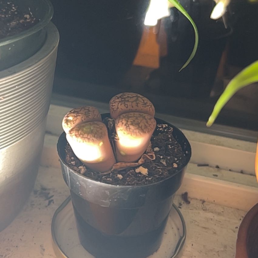 Photo of the plant species Assorted Lithops by @LusciousCanna91 named Stone faces on Greg, the plant care app