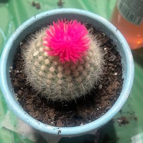 Photo of the plant species Button Cactus by @BlossomingTutu1 named Denali on Greg, the plant care app