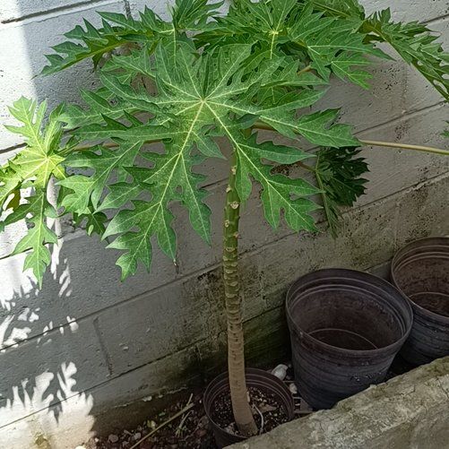 Photo of the plant species Papaya by @djcobra named Sol on Greg, the plant care app