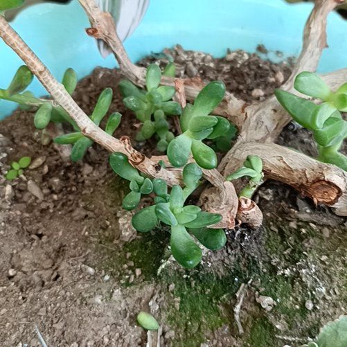 Photo of the plant species Stringy Stonecrop by @djcobra named Dax on Greg, the plant care app