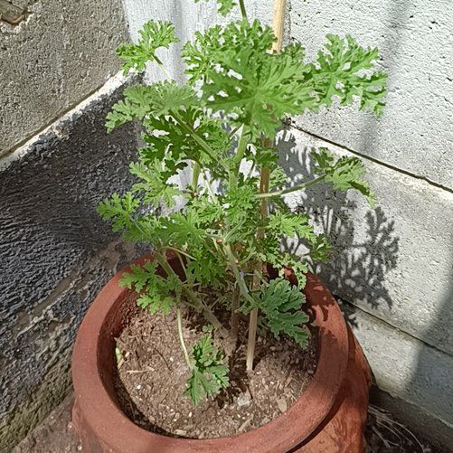 Photo of the plant species Sweet Scented Geranium by @djcobra named Bruce Lee on Greg, the plant care app