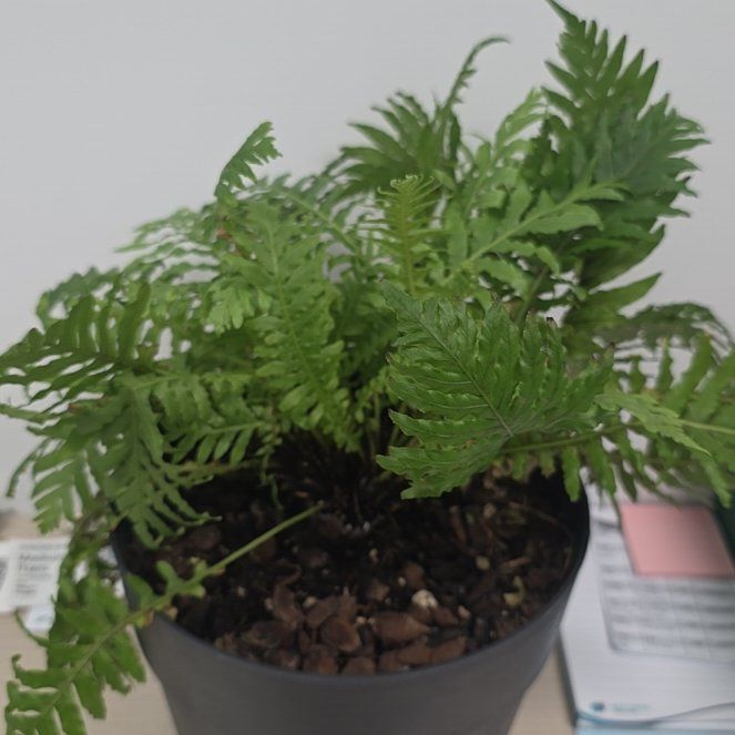Photo of the plant species Silver Lady Fern by @ZingKiekie45 named Harry on Greg, the plant care app
