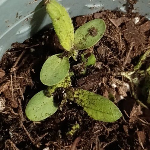 Photo of the plant species Red Sunflower by @InnocentSapote named Scarlett on Greg, the plant care app
