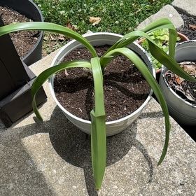Photo of the plant species Albuca Bracteata by @GuruGinseng66 named Muhammad Ali on Greg, the plant care app