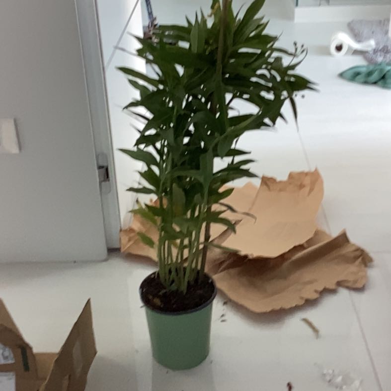 Photo of the plant species Asclepias Curassavica by @IdealWeed71 named Big boi on Greg, the plant care app