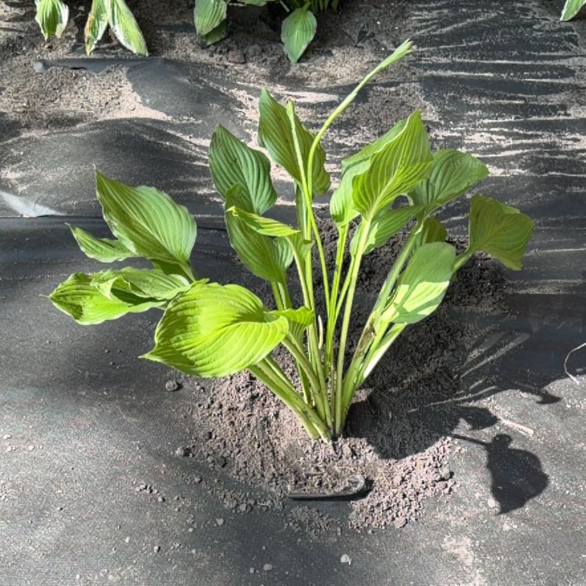 Photo of the plant species Plantain Lily by @RobustPansy26 named Morgan Treeman on Greg, the plant care app