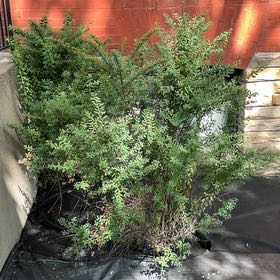 Photo of the plant species Mexican-Heather by @RobustPansy26 named Michelle Branch on Greg, the plant care app