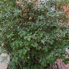 Photo of the plant species Lilac by @RobustPansy26 named Xena on Greg, the plant care app
