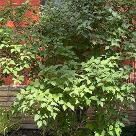 Photo of the plant species Sacred Bamboo by @RobustPansy26 named Demi on Greg, the plant care app