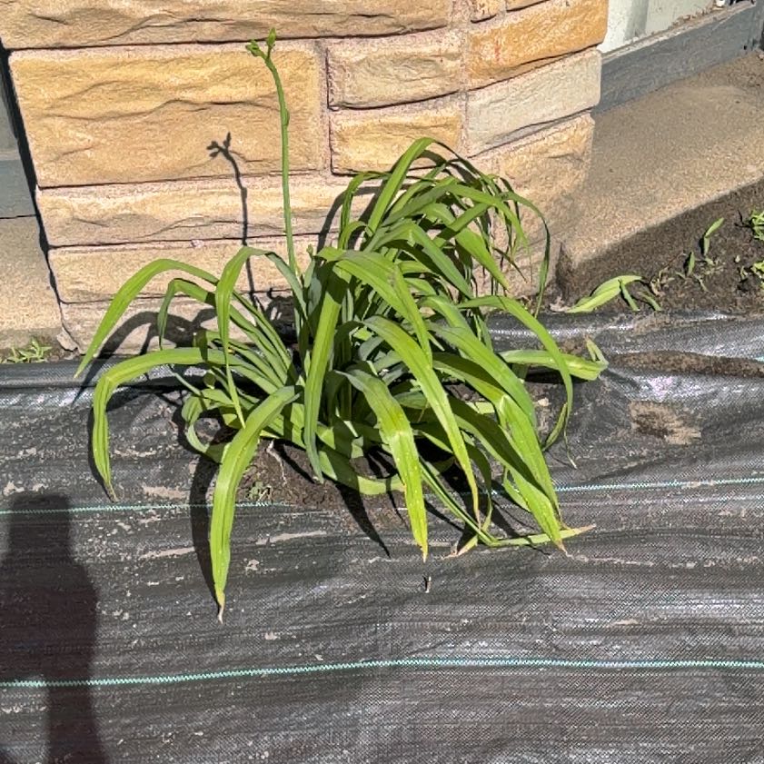 Photo of the plant species New Zealand Rock Lily by @RobustPansy26 named Lavender on Greg, the plant care app
