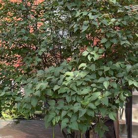 Photo of the plant species Lilac by @RobustPansy26 named Elle on Greg, the plant care app
