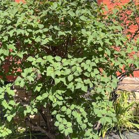 Photo of the plant species Lilac by @RobustPansy26 named Harmony on Greg, the plant care app