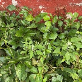 Photo of the plant species Japanese Spurge by @RobustPansy26 named Rosa on Greg, the plant care app