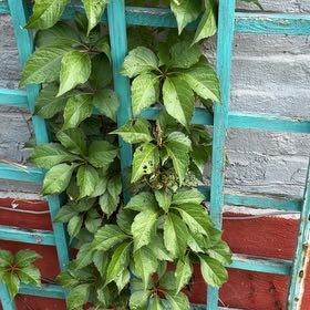 Photo of the plant species Virginia Creeper by @RobustPansy26 named Leaf Erickson on Greg, the plant care app
