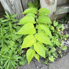 Photo of the plant species Common Hackberry by @RobustPansy26 named Surya on Greg, the plant care app