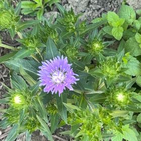 Photo of the plant species Stokes' Aster by @ThoroughAgave59 named Taylor Swift on Greg, the plant care app