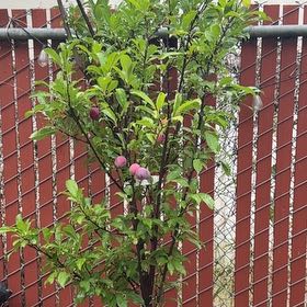 Photo of the plant species Peach Tree by @LitheIvy53 named Mando on Greg, the plant care app