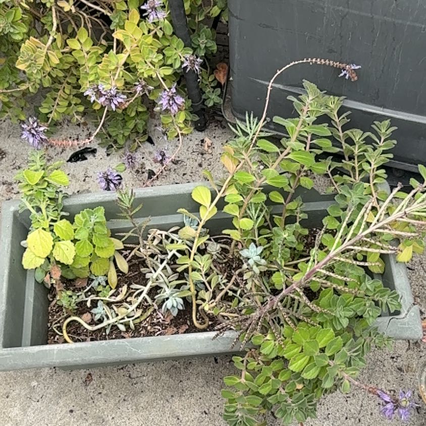 Photo of the plant species Lobster Bush by @LitheIvy53 named Miley on Greg, the plant care app