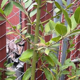 Photo of the plant species Bay Laurel by @LitheIvy53 named Clooney on Greg, the plant care app