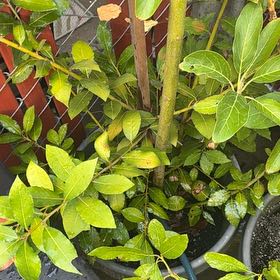 Photo of the plant species Sweet Bay by @LitheIvy53 named Bodhi on Greg, the plant care app