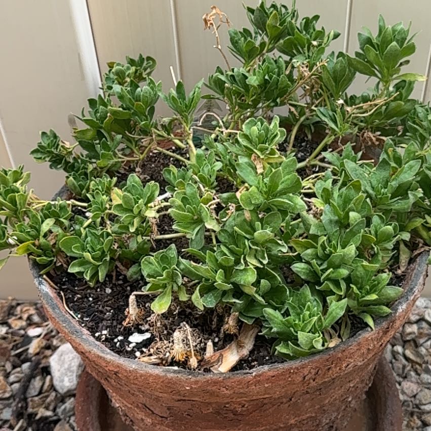 Photo of the plant species African Daisy by @Shama65 named Daisy on Greg, the plant care app