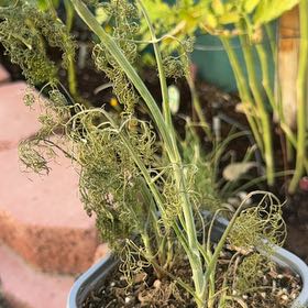 Photo of the plant species Dill by @Shama65 named Morgan Treeman on Greg, the plant care app