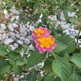 Photo of the plant species Lantana Camara by @LadyCoralspot83 named Queen on Greg, the plant care app