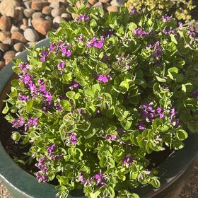 Photo of the plant species Sweet Pea Bush by @FieryBlinks96 named Spike Leaves on Greg, the plant care app