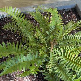 Photo of the plant species Western Swordfern by @FieryBlinks96 named Keanu Leaves on Greg, the plant care app
