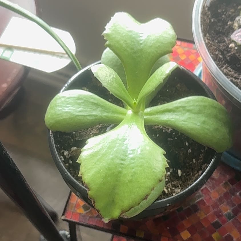 Photo of the plant species Walking Kalanchoe by @YesAnahaw16 named Luna on Greg, the plant care app