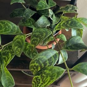 Photo of the plant species Lipstick Plant by @LadyPukatea26 named Anne on Greg, the plant care app