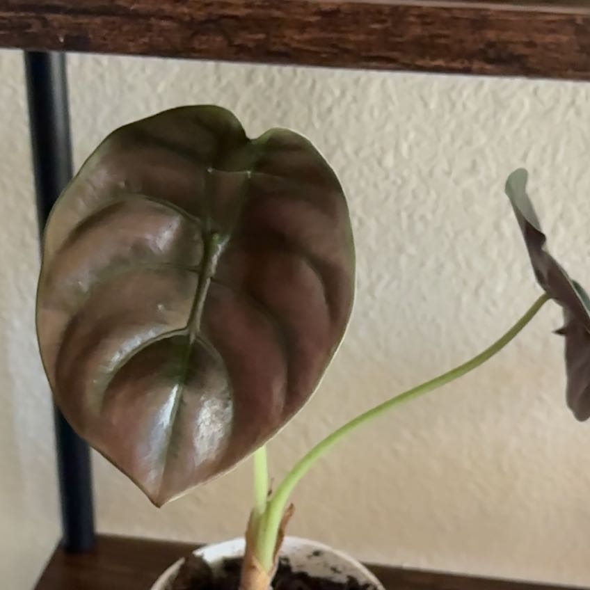 Photo of the plant species Alocasia Cuprea by @LadyPukatea26 named Tolkien on Greg, the plant care app