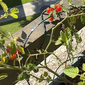 Photo of the plant species Cherry Tomato by @LadyPukatea26 named Emerson on Greg, the plant care app