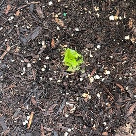 Photo of the plant species Leaf Lettuce by @LadyPukatea26 named Kardashian on Greg, the plant care app