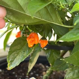Photo of the plant species Habanero Pepper by @LadyPukatea26 named Madonna on Greg, the plant care app